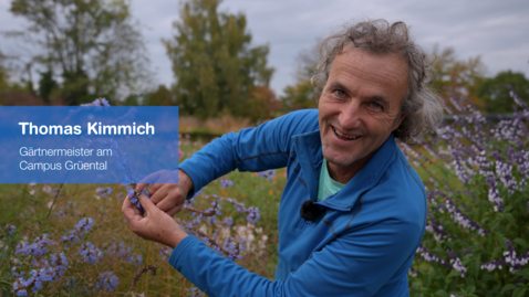 Vorschaubild für Eintrag Kimmichs Oktoberhighlight: Die bunte Strauchsalbeisammlung @ZHAW, Wädenswil