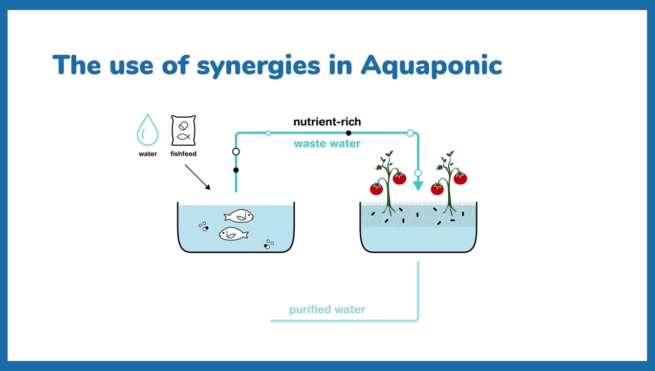 MOOC: Aquaponics – the circular food production system